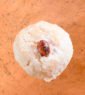 Biscuit marocain sans gluten aux amandes et noix de coco, pâtisserie artisanale fondante